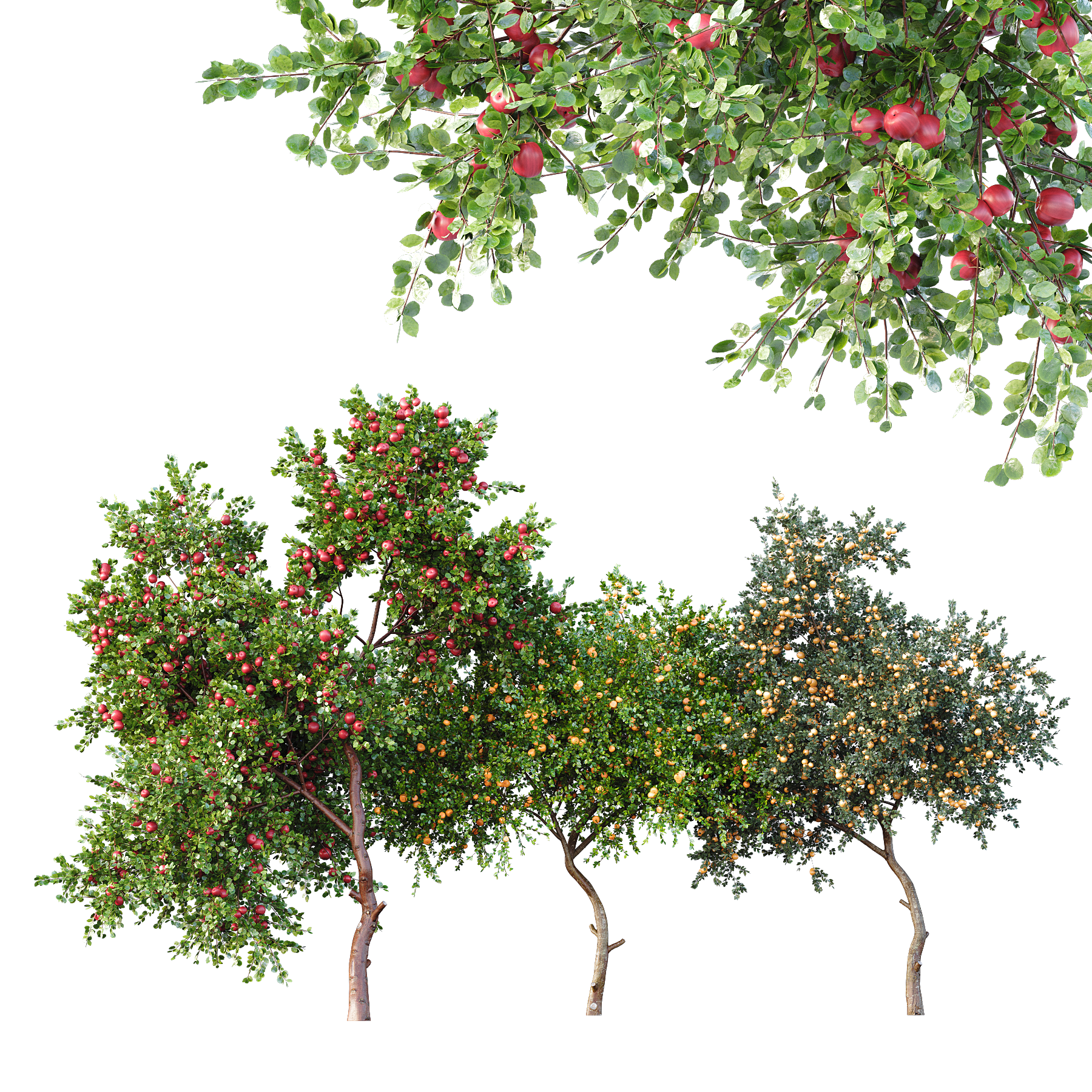 HQ Apple fruit Orange fruit Tangerine fruit tree 01